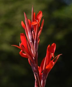 Canna Géant