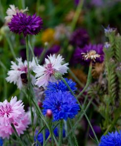 Centaurée Mix