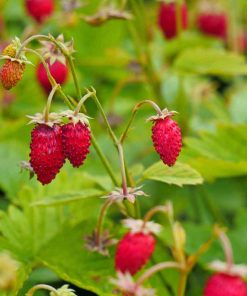 Fraise Alpine de Ruegen