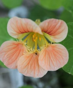 Capucine Saumon de l&rsquo;Alaska