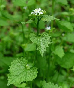 Moutarde Chinoise Plume d&rsquo;oiseau