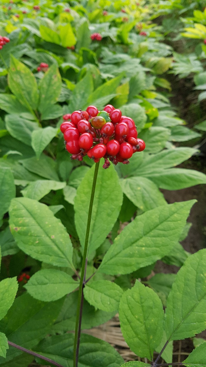 Ginseng – Panax Ginseng – Image 2