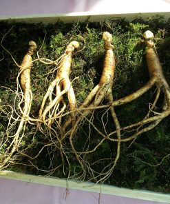 Ginseng – Panax Ginseng