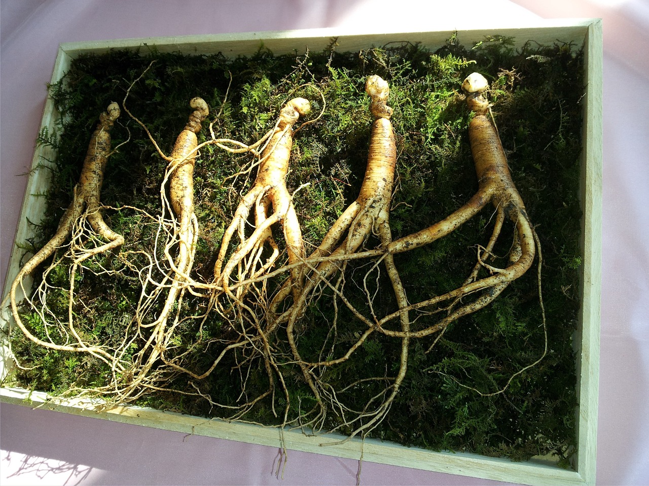 Ginseng – Panax Ginseng