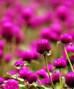 Fleur de thé Magenta (Gomphrena Globosa)