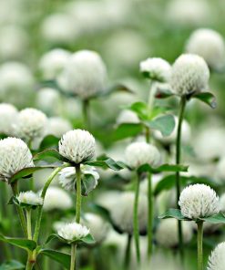 Fleur de thé Blanche Neige (Gomphrena Globosa)