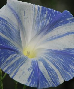 Gloire du Matin Arlequin