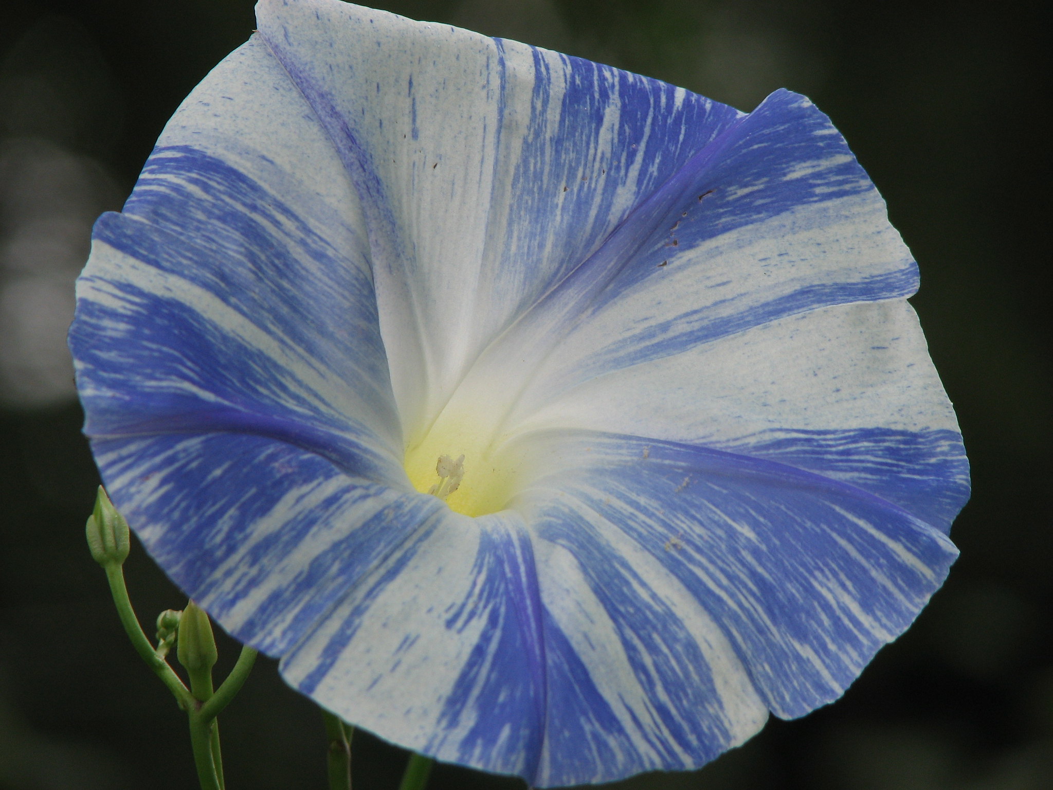 Gloire du Matin Arlequin