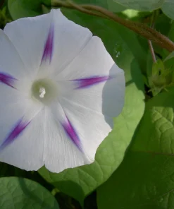 Gloire du Matin Voie Lactée
