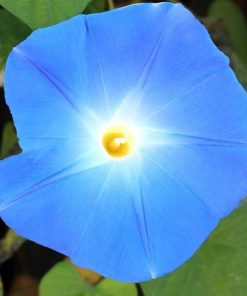 Gloire du Matin Bleu Paradis