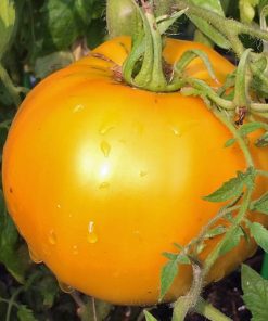 Tomate Jubilee original Burpee