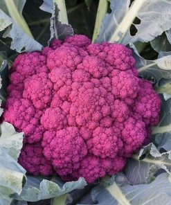 Chou-Fleur Violetta di Sicilia