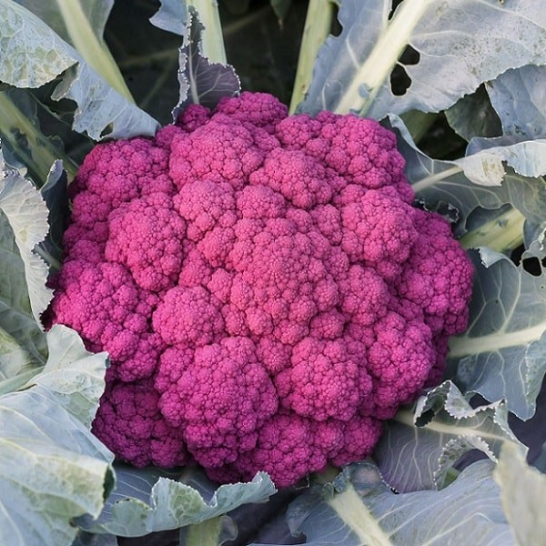 Chou-Fleur Violetta di Sicilia