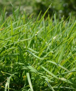 Ciboulette chinoise Industrielle