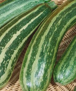 Zucchini Zebra