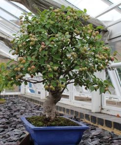 Grenadier Nain (Pomme-Grenade nain)