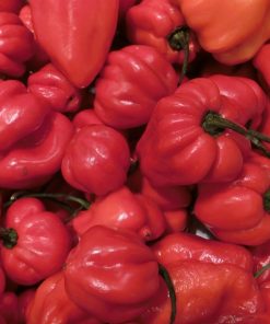 Habanero des Caraïbes