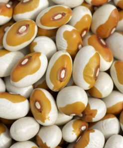 Haricot Ancestral Kenearly à Oeil Jaune