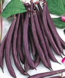 Haricot Trionfo Violetto