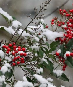 Bambou Sacré (Nandina domestica)