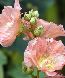 Rose trémière Double Champagne