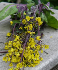 Brocoli Chinois Hon Tsai Tai