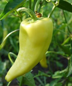 Piment Hungarian Hot Wax