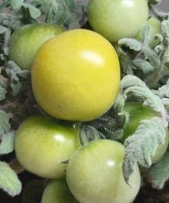 Tomate Micro Lapereau