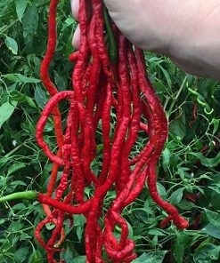 Piment Thunder Montain longhorn