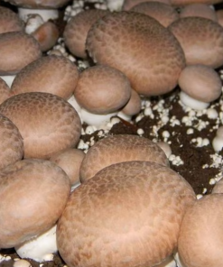 Champignon de Paris Royal
