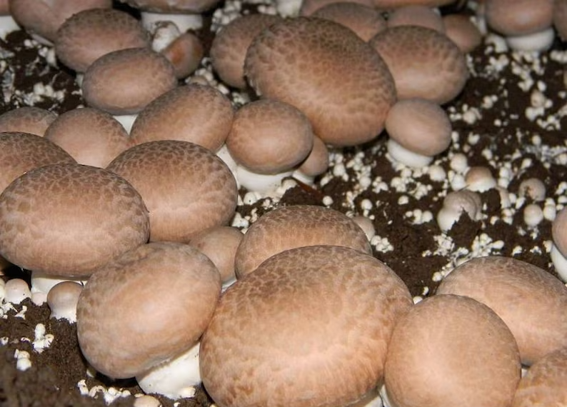 Champignon de Paris Royal