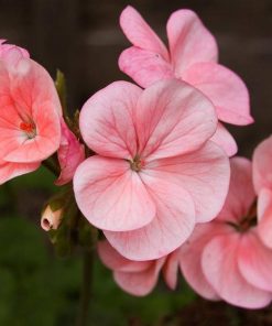 Géranium Pinto Quicksilver