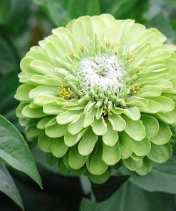 Zinnia Green Envy