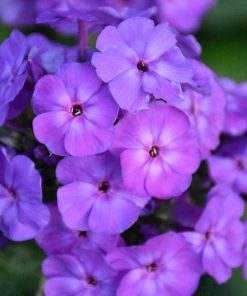 Phlox Beauté Bleu