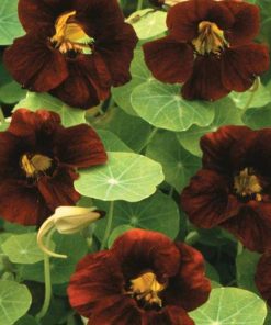 Capucine Velours Noir