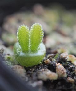 Lapin Succulent