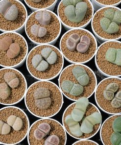 Lithops Mix