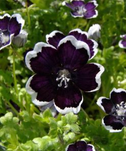 Nemophila Black Pennie