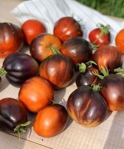 Tomate Seigneur des ténèbres