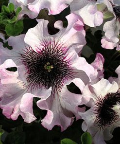 Pétunia Alba F1