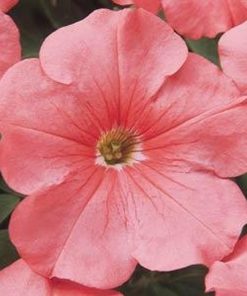 Pétunia Rivière aux Saumons