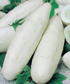 Concombre Blanc Angélique