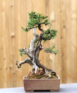 Sabina Chinensis Bonsai F1