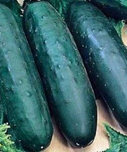 Concombre Zozulya F1