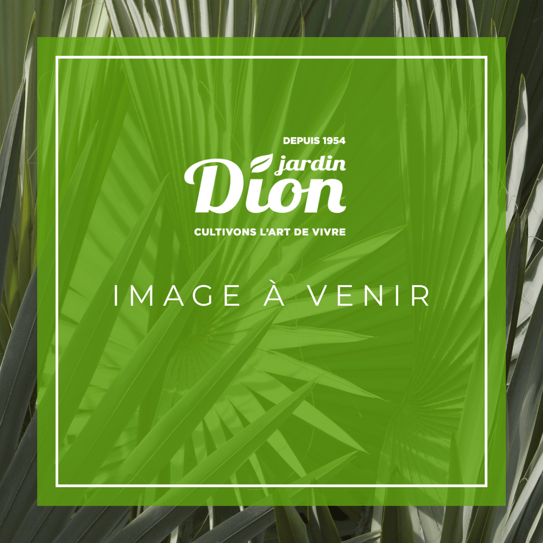 COMPOST BIOFOR (FORESTIER) 25L (110)