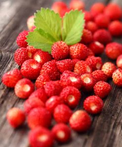 Fraise sauvage Regina