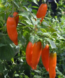 Jalapeño Orange Brûlé