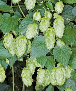 Houblon Sauvage (humulus lupulus)