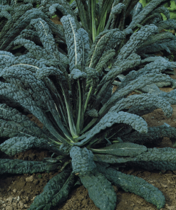 Kale Italien Noir Laqué