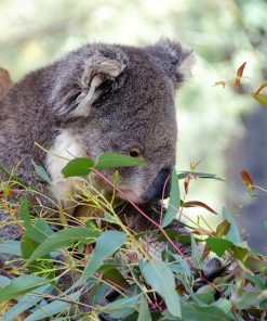 Eucalyptus GUM Citron